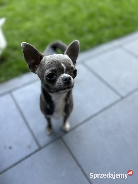 Reproduktor Chihuahua Chihuahua mazowieckie Warszawa