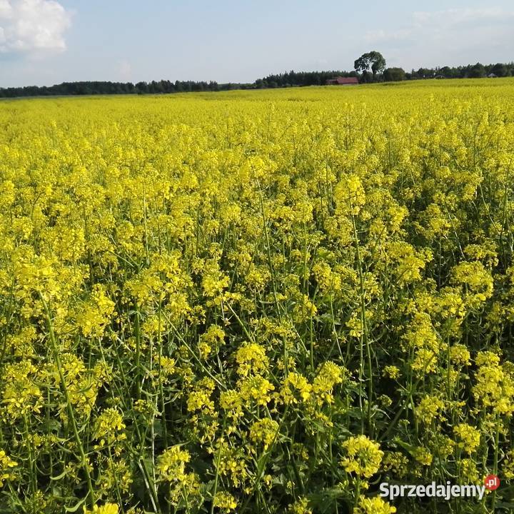 GORCZYCA Maryna zbiór 2020 czysty siew Dorohusk sprzedam