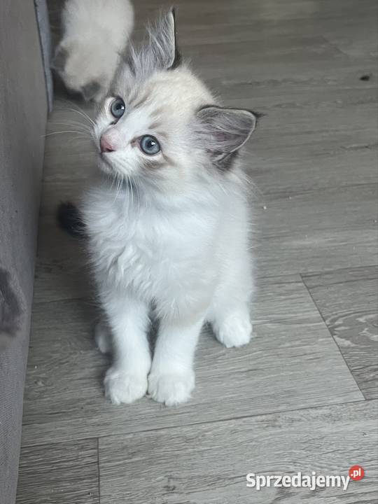 Kotki ragdoll