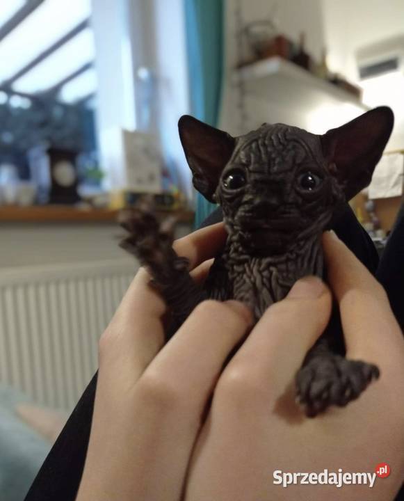 Śliczna Śmiała Dziewczynka Rakija Wwa Katowice Warszawa