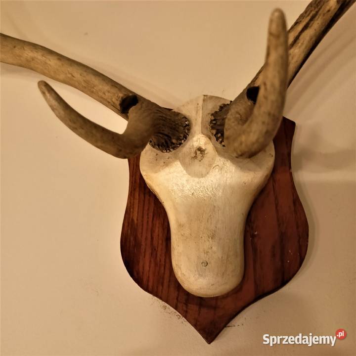 Poroże jelenia rogi Łódź