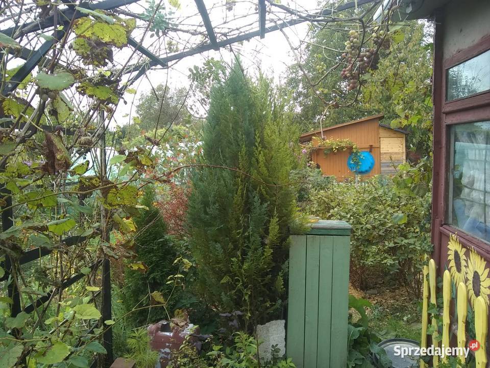 Działka ROD Żeromskiego 300m2 Grunty i działki Ostrowiec Świętokrzyski sprzedam