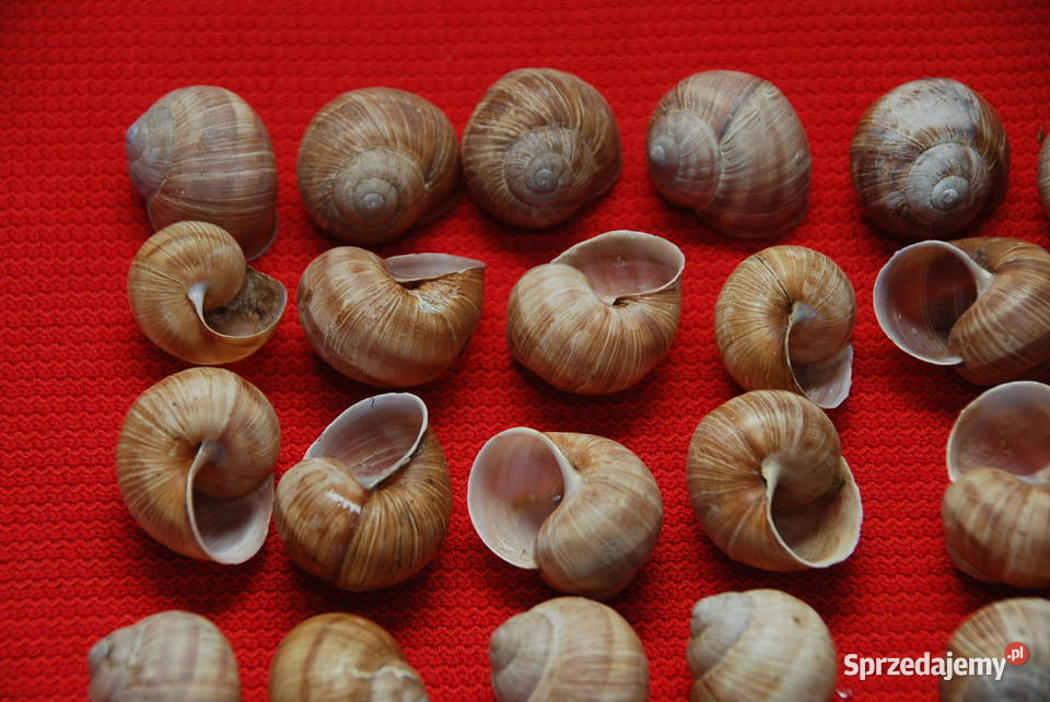 Muszle winniczka muszla 50 sztuk Naturalna Warszawa