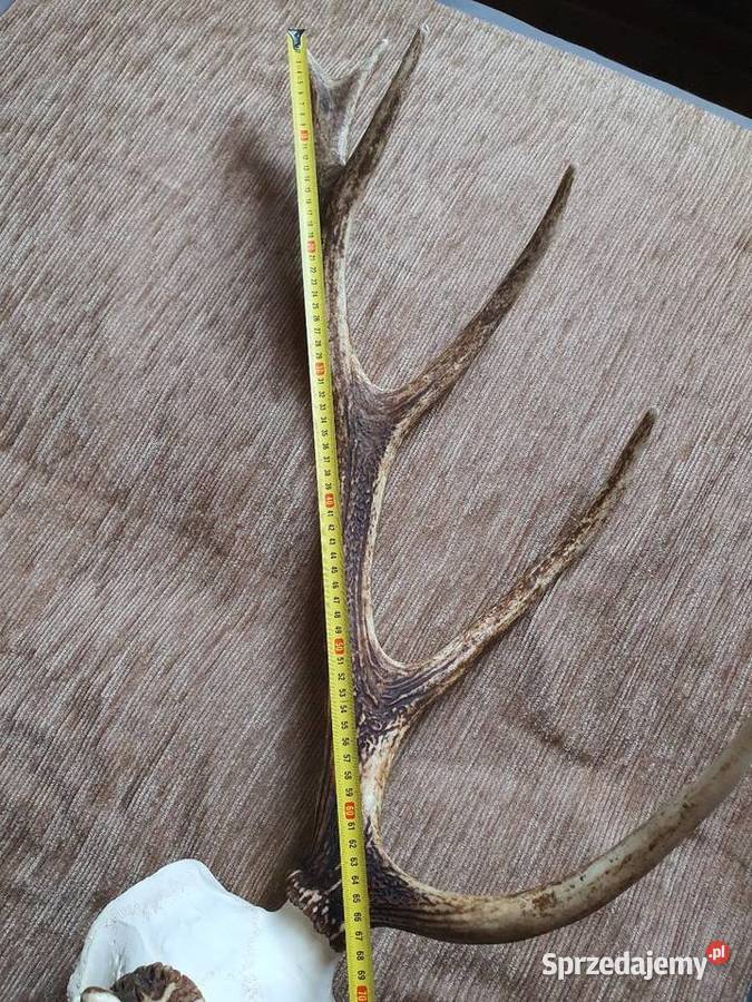 Poroże jelenia wielkopolskie Poznań sprzedam