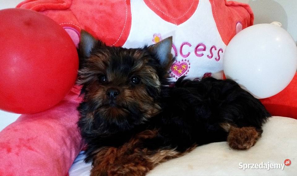 York szczeniaki rodowodowe Championach