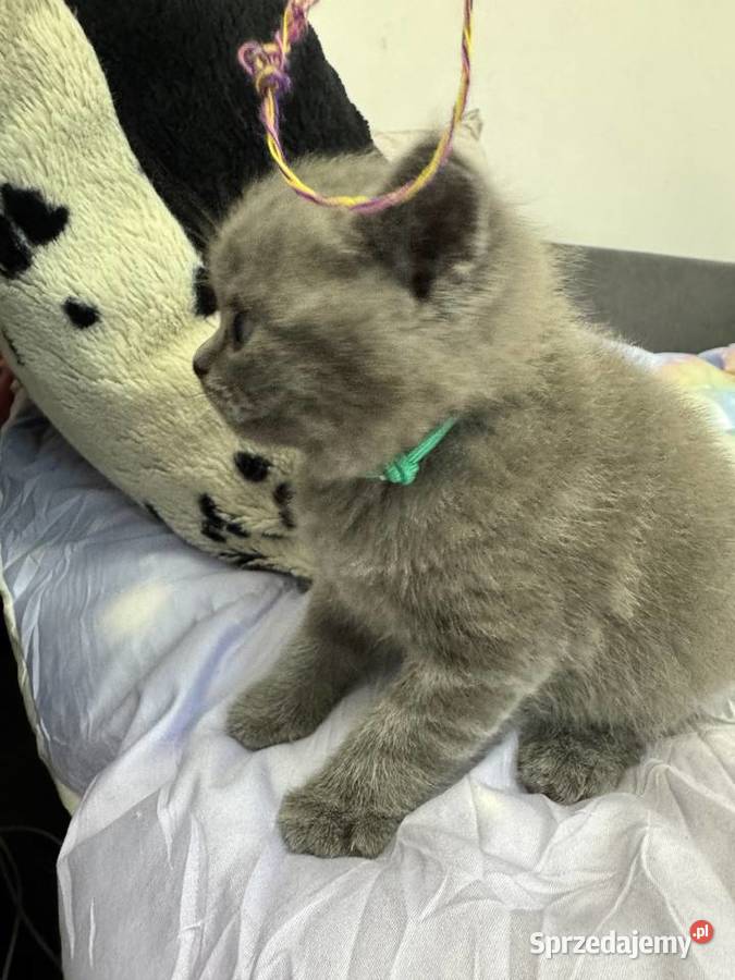 Kotki brytyjskie Kozienice