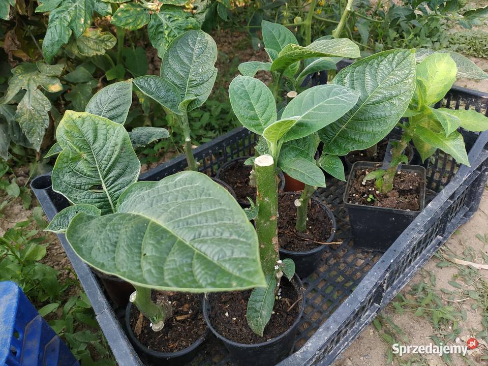 Brugmansja brugmansia Datura datury Fajsławice