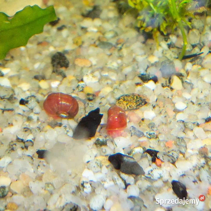 Gupiki wielkopolskie