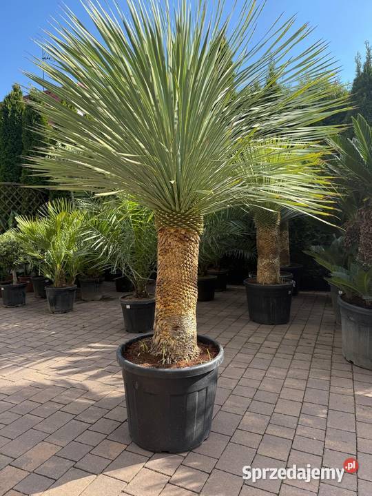 Yucca Rostrata Jukka Mrozoodporna do ogrodu i na Dudki sprzedam