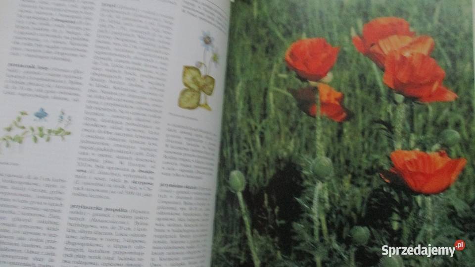 przyroda ogrodnictwo rośliny kwiaty poradnik dom i ogród Łódź