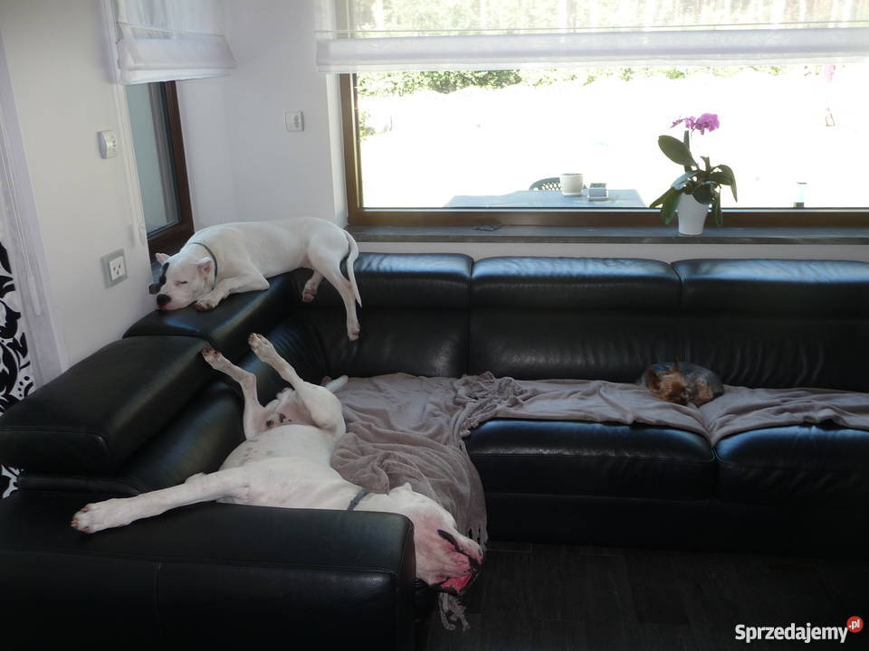 Dog argentyński szczenięta z rodowodem Jaworzno sprzedam