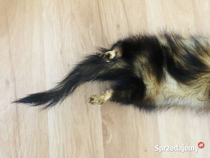 Szalik kożuszek kołnierz z tchórzofretki futerko Uniseks Łódź