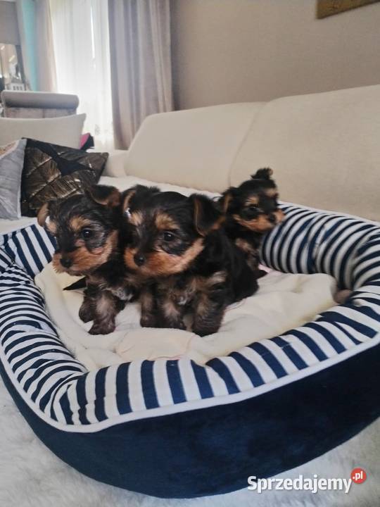 York terrier suczka lubelskie Potoczek