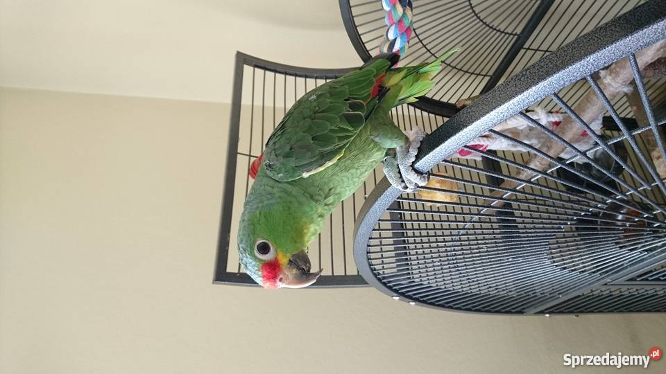 Papuga Amazonka żółtolica Łomża