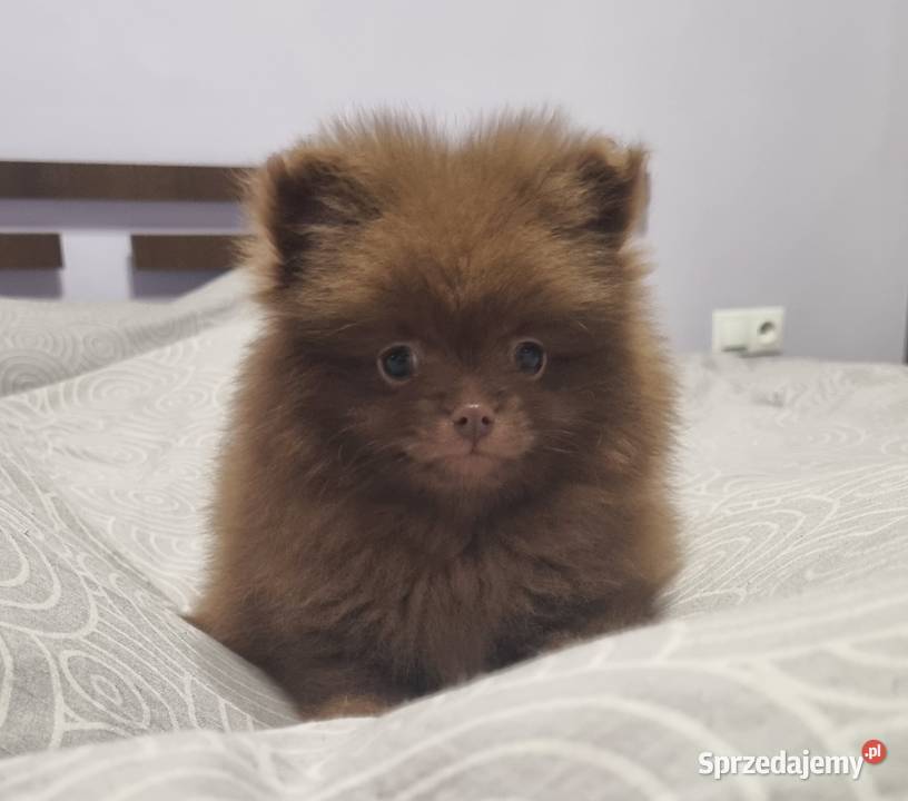 Szpic miniaturowy szczenięta Wieruszew