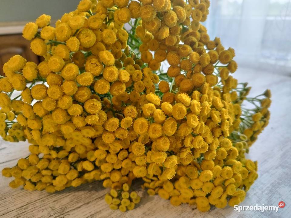 Wrotycz kwiat Markusy