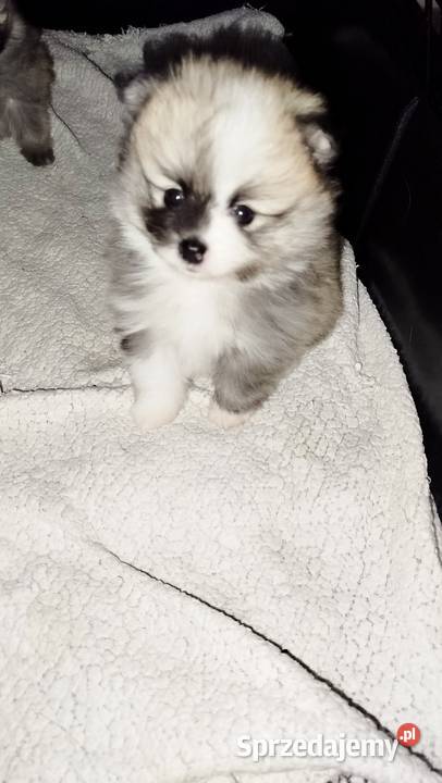 Szpic miniaturowy Zwierzęta