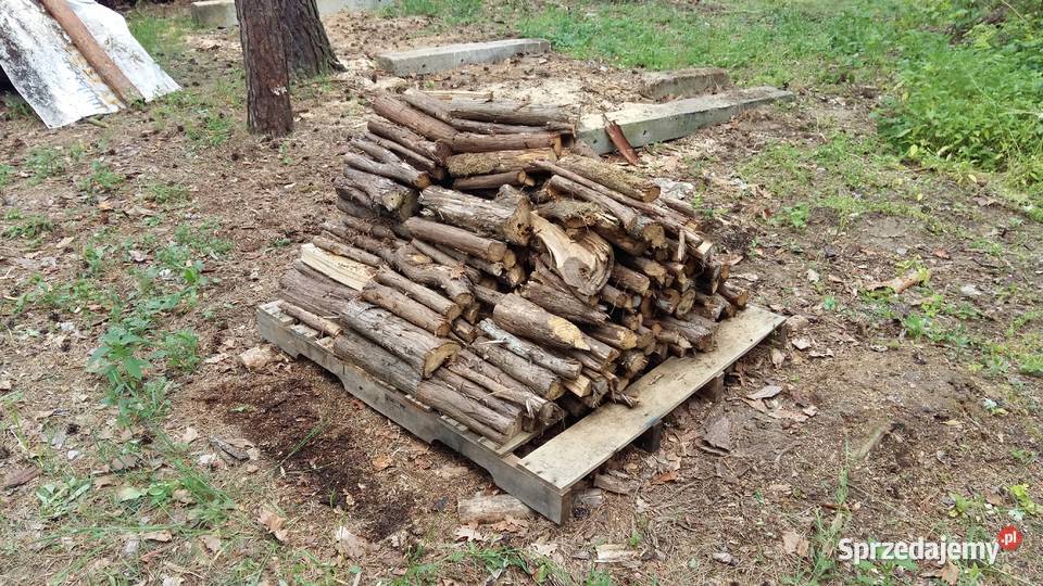 Jałowiec drewno jałowca aromatyczny do wędzenia Siemiatycze