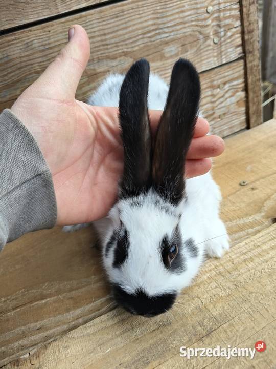 Krolki młode Lublin