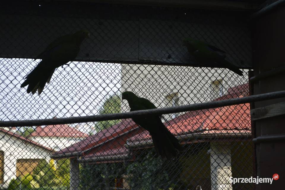 Papugi szkarłatki królewskie Rzeszów