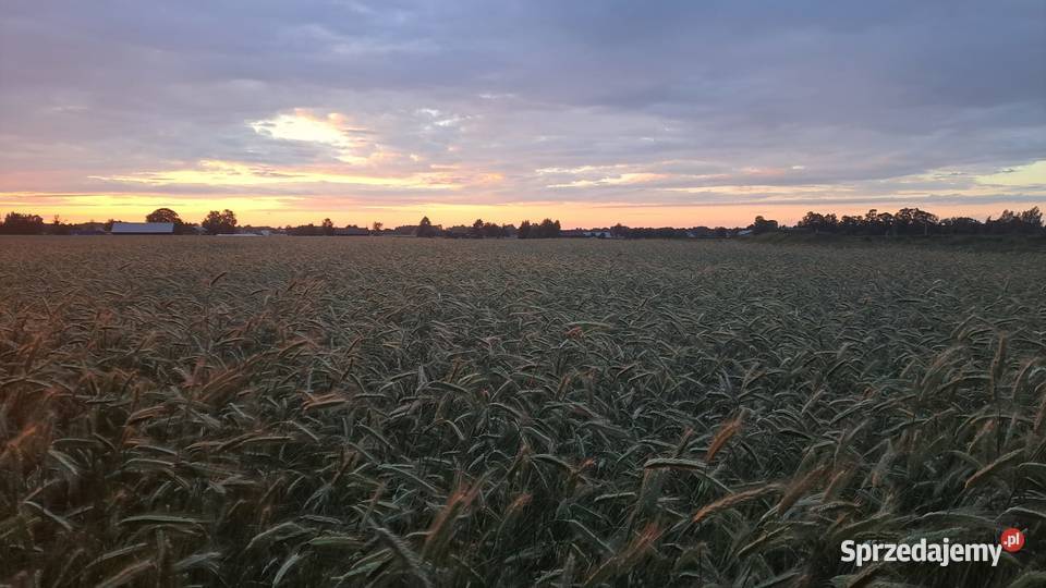 Żyto hybrydowe CN o parametrach konsumpcyjnych Groszowice