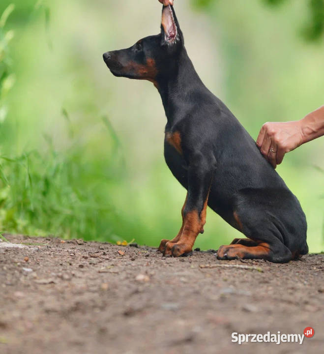 Szczenięta dobermana utytułowanych rodzicach Warszawa