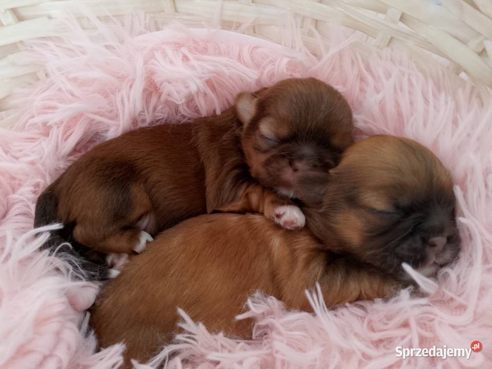 Czekoladowa suczka rasy ShihTzu Namysłów