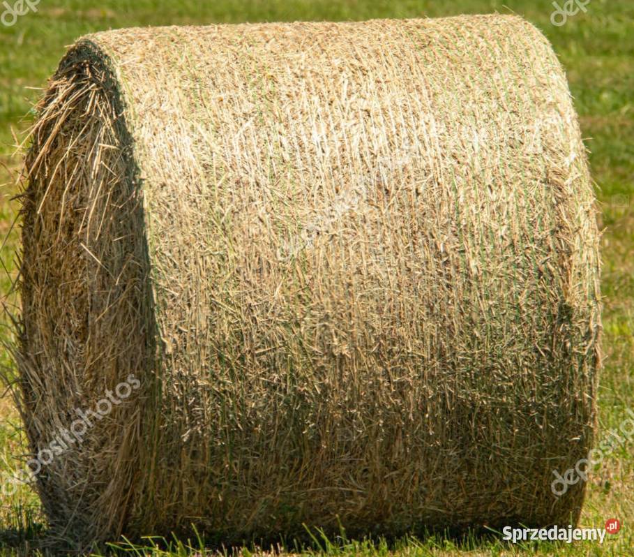 Bale siana suche Trawy, słoma Limanowa sprzedam