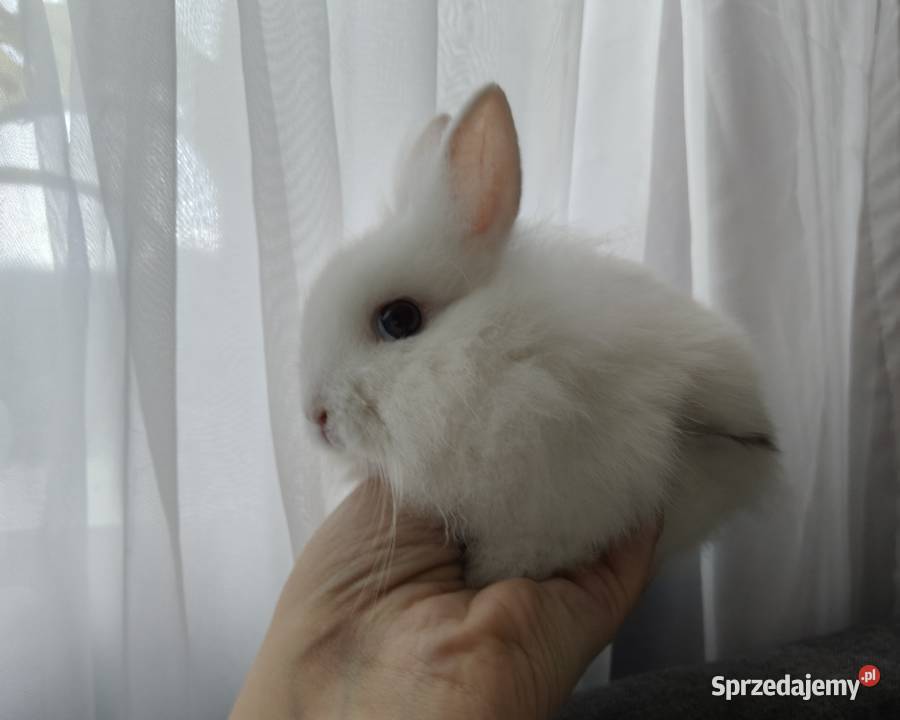 Królik miniaturka karzelek Teddy podlaskie Mońki