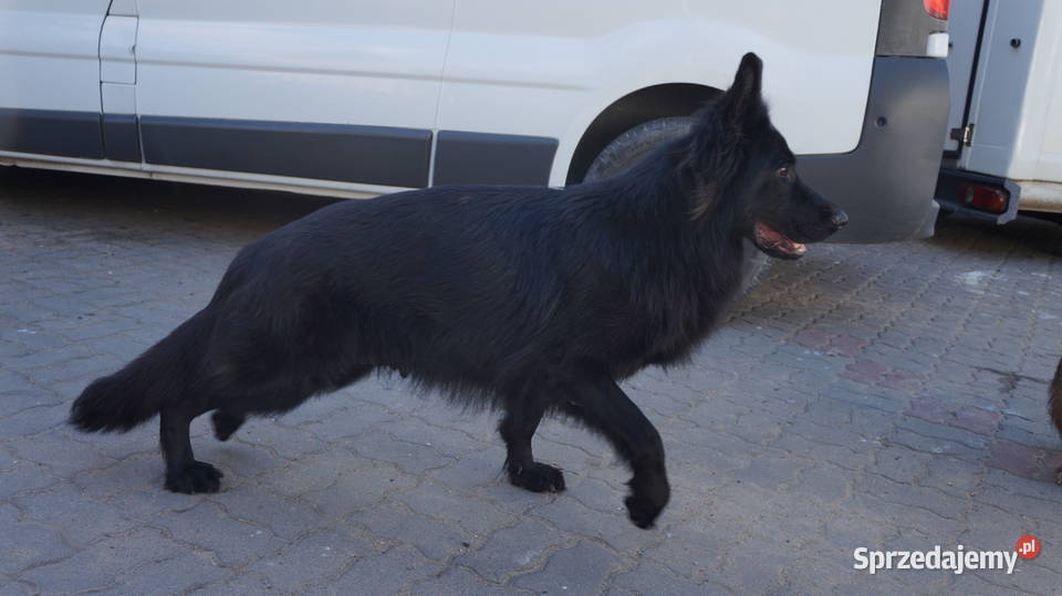 OWCZAREK NIEMIECKI SZCZENIĘTA Bydgoszcz