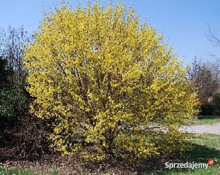 DEREŃ JAPOŃSKI Cornus officinalis NASIONA 130 kujawsko-pomorskie sprzedam