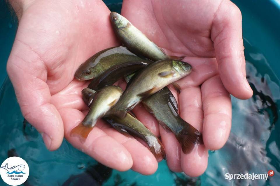 Narybek lina Biała Podlaska