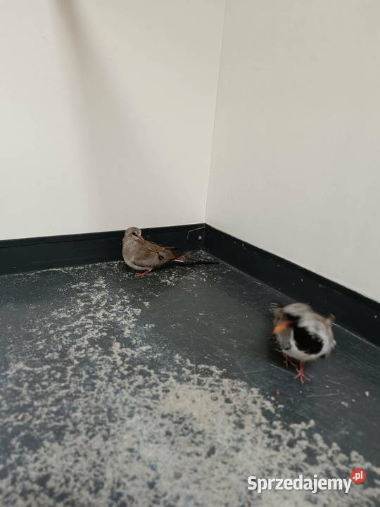 Gołąbki Kaplandzkie Koźmice Wielkie sprzedam