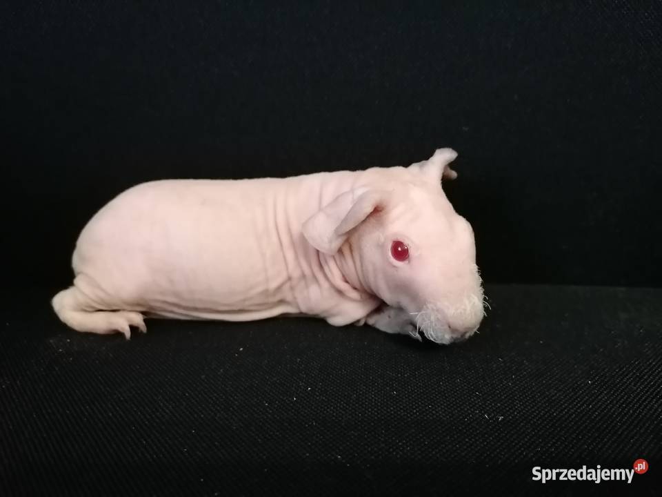 Świnki skinny samczyki zadbane oswojone sprzedam