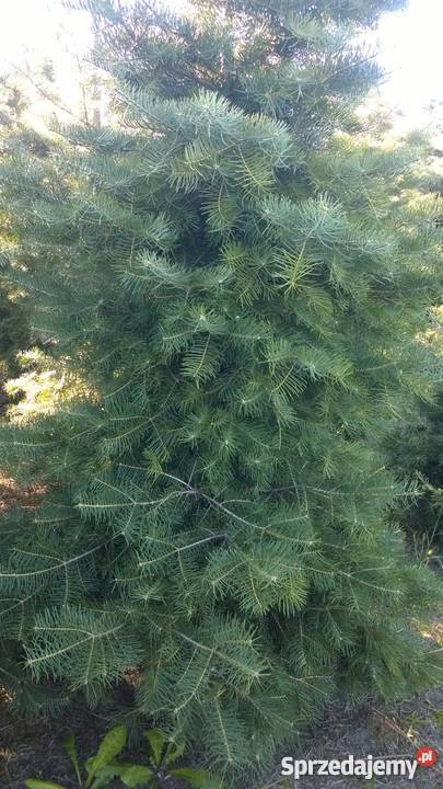 Choinki PLANTACJA Jodła Kalifornijska Jankowice