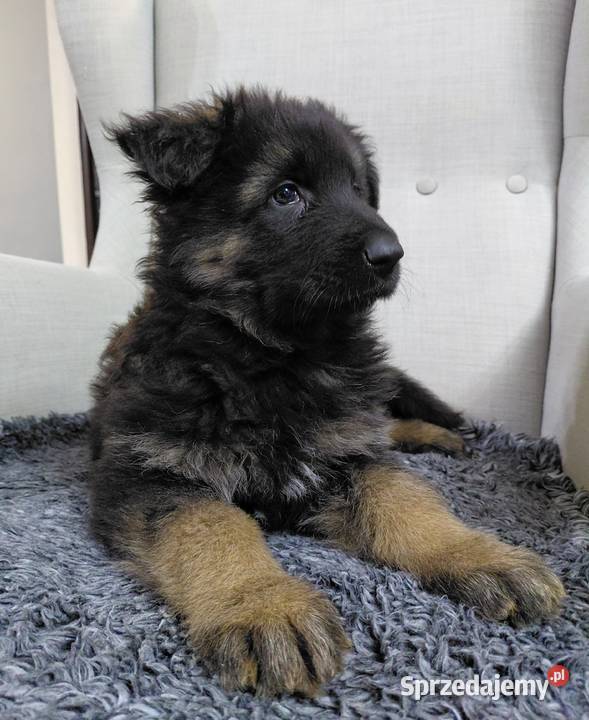 Suczka Owczarek Niemiecki Długowłosy Grzęby