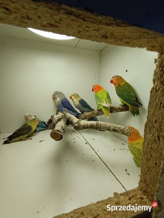 Nierozłączki czerwonoczelne Niecieplin