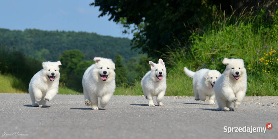 Biały Owczarek Szwajcarski długowłose szczenięta