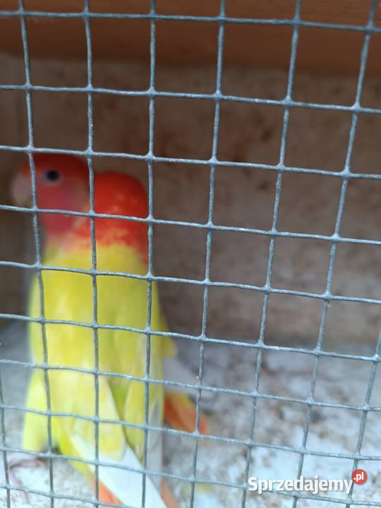 Nierozłączki parę rozella lutino samiczka Opole