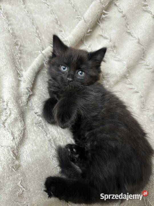 SPRZEDAM KOTA SYBERYJSKIEGO SAMIEC Koty Szastarka sprzedam