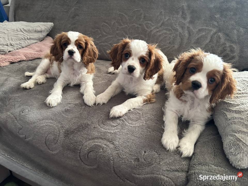 Cavalier King charles spaniel kujawsko-pomorskie Mrocza