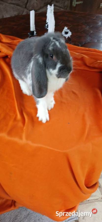 Króliki baranki francuskie Skarżysko-Kamienna