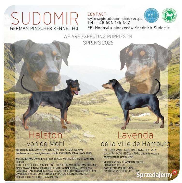 Pinczer Średni szczeniaczki Pozostałe Sandomierz