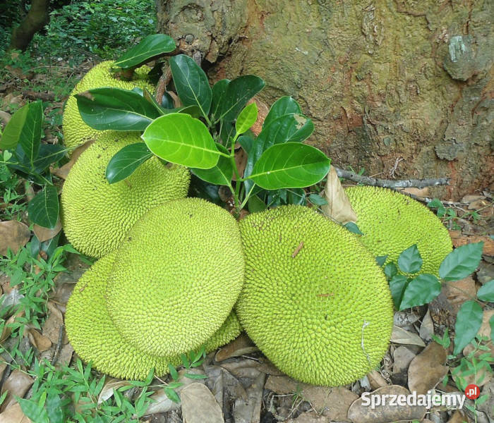 CHLEBOWIEC RÓŻNOLISTNY Artocarpus heterophyllus kujawsko-pomorskie Lubanie sprzedam