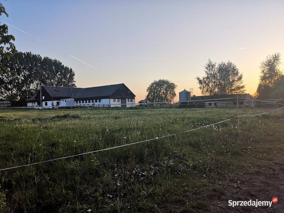 Stajnia mieszkanie gospodarstwo rolne woj asfalt opolskie Czyżowice