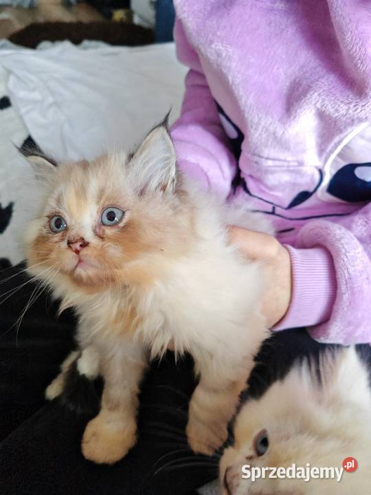 Pers Persy kot kotka mazowieckie sprzedam