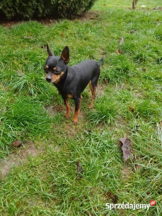 Pinczerek miniaturka suczka i piesek Wawrzeńczyce