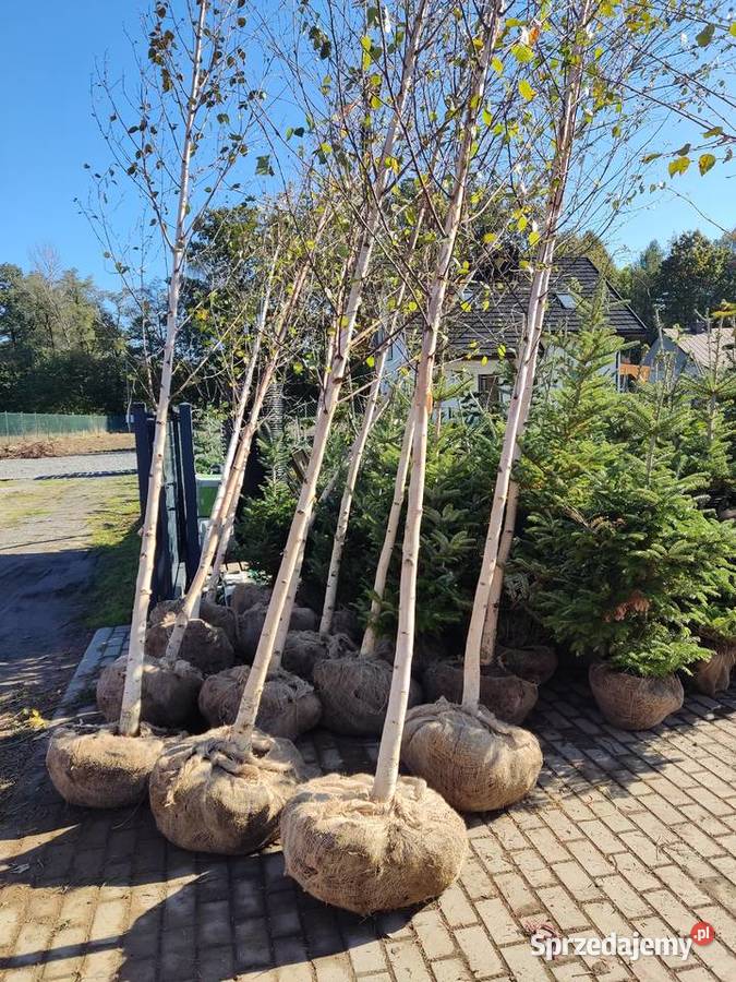 Brzoza pożyteczna doorenbos szkółka najbielsza Ustroń sprzedam