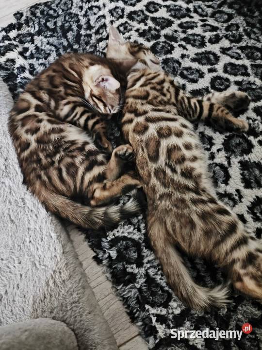 Kotki bengalskie dolnośląskie Nielubia