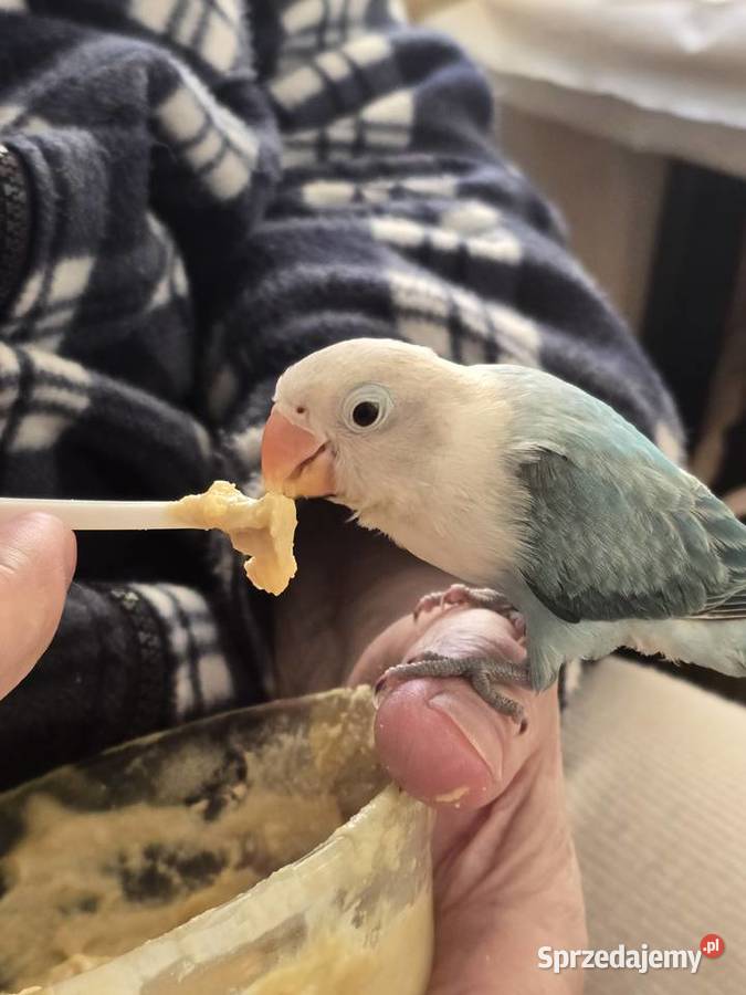 Papuzka Nierozlaczka mlodzutka mazowieckie Warszawa